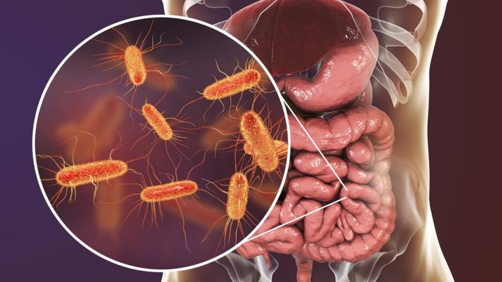 Bactérias que vivem no intestino se alimentam de fibras, entre outros — Foto: Getty Images/ BBC