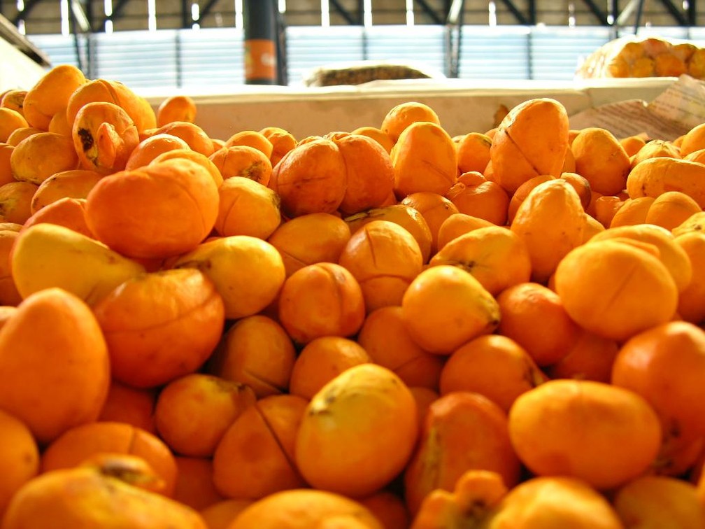 A produção do fruto poderá ter uma redução de 50% em Ribeirão Cascalheira — Foto: Empaer/Assessoria