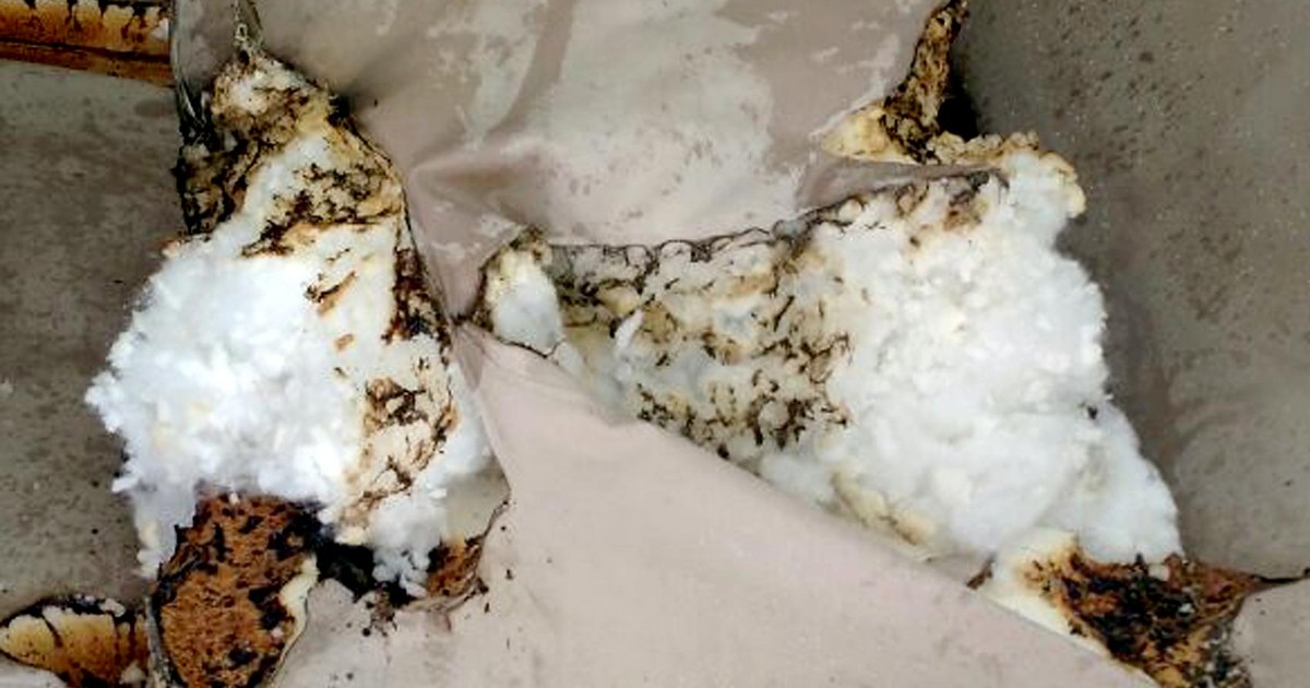 G1 - Máquina explode e idoso se queima em impermeabilização de sofá no ...