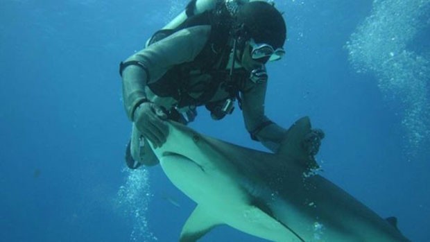  Mergulhador italiano diz que faz "massagem" no nariz de tubarões para deixá-los relaxados  (Foto: Riccardo Sturla Avogadri)