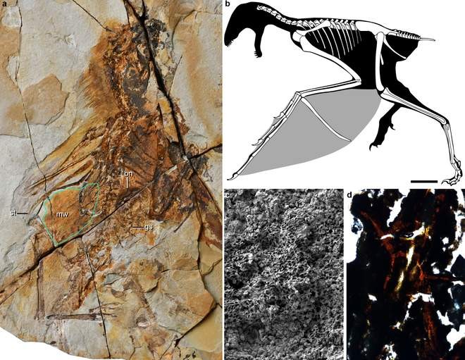Fóssil do Ambopteryx longibrachium (a). Reconstrução dos ossos (b). Asa membranosa (c). Imagem do conteúdo do estômago (d). (Foto: Min Wang)