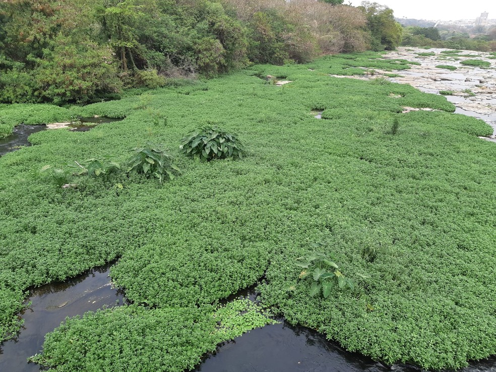 Rio Piracicaba tomado de aguapés — Foto: Edijan Del Santo/EPTV