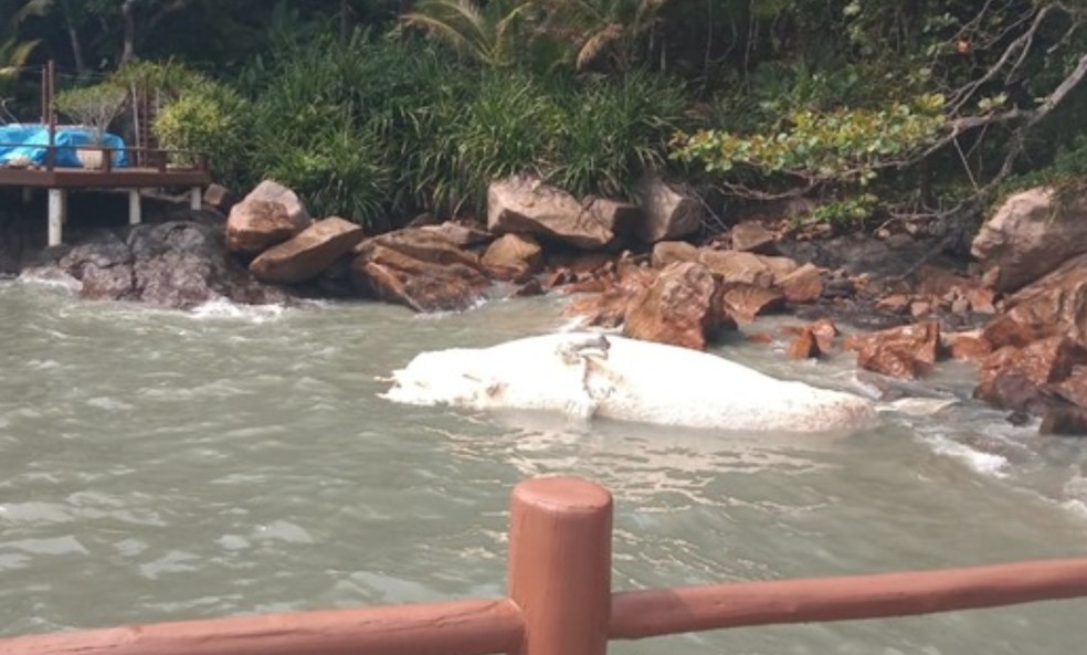 Baleia Jubarte E Encontrada Morta Na Praia Das Toninhas Em Ubatuba Vale Do Paraiba E Regiao G1