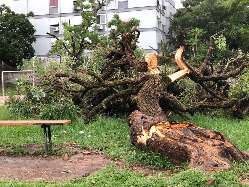 Árvores caíram em praças da Zona Sul de Porto Alegre com o temporal na tarde desta quarta-feira (15) — Foto: Matheus Felipe/RBS TV