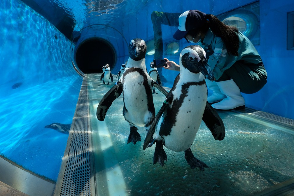 Pinguins-africanos são vistos em um aquário no Hakkeijima Sea Paradise, que está fechado em meio à pandemia de coronavírus (COVID-19), em Yokohama, no Japão — Foto: Kazuhiro Nogi/AFP