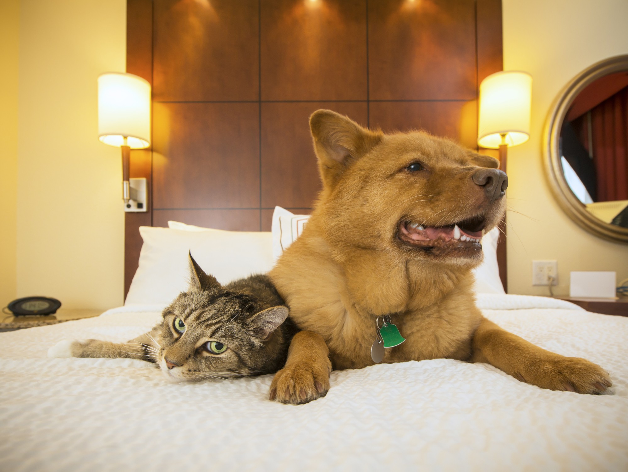 O que fazer para transformar seu hotel em pet friendly Pequenas