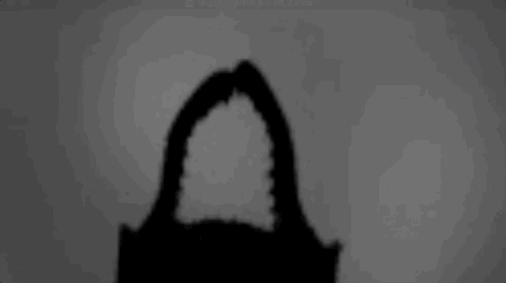 Representação mais lenta do movimento da mandíbula da formiga drácula (Mystrium camillae) (Foto: Royal Society Open Science)