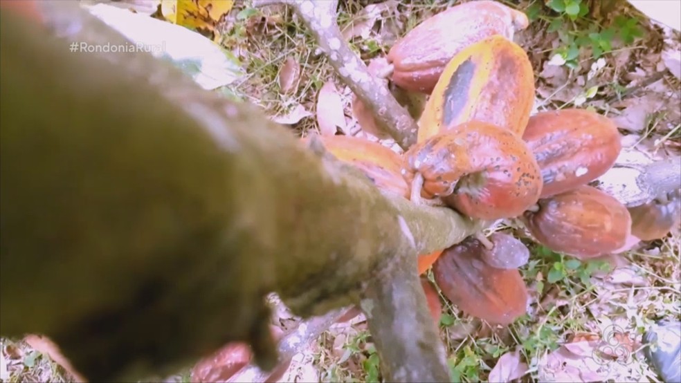  Técnica de clonagem do broto basal pretende renovar as lavouras de cacau em Rondônia.  — Foto: Reprodução/Rede Amazônica