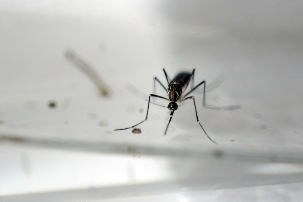 Aedes Aegypti — Foto: Marvin Recinos/AFP