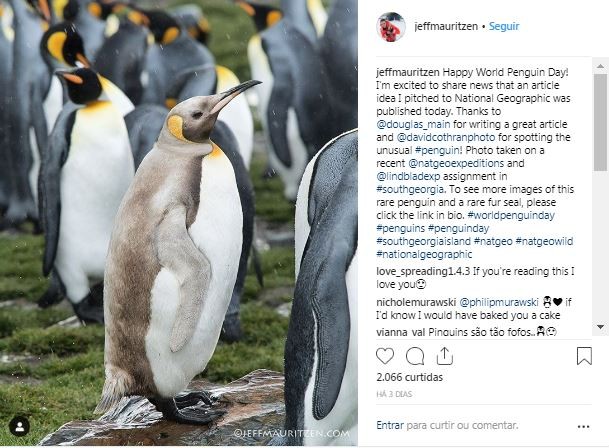  Fotógrafo Jeff Mauritzen capturou imagens de um pinguim-rei com condição genética especial que deixa suas penas mais claras. (Foto: Instagram: Reprodução)