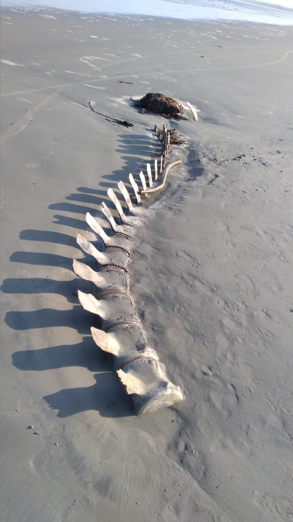 Ossos encontrados podem ser de baleia enterrada há 12 anos — Foto: Arquivo pessoal/Marcelo Rodrigues
