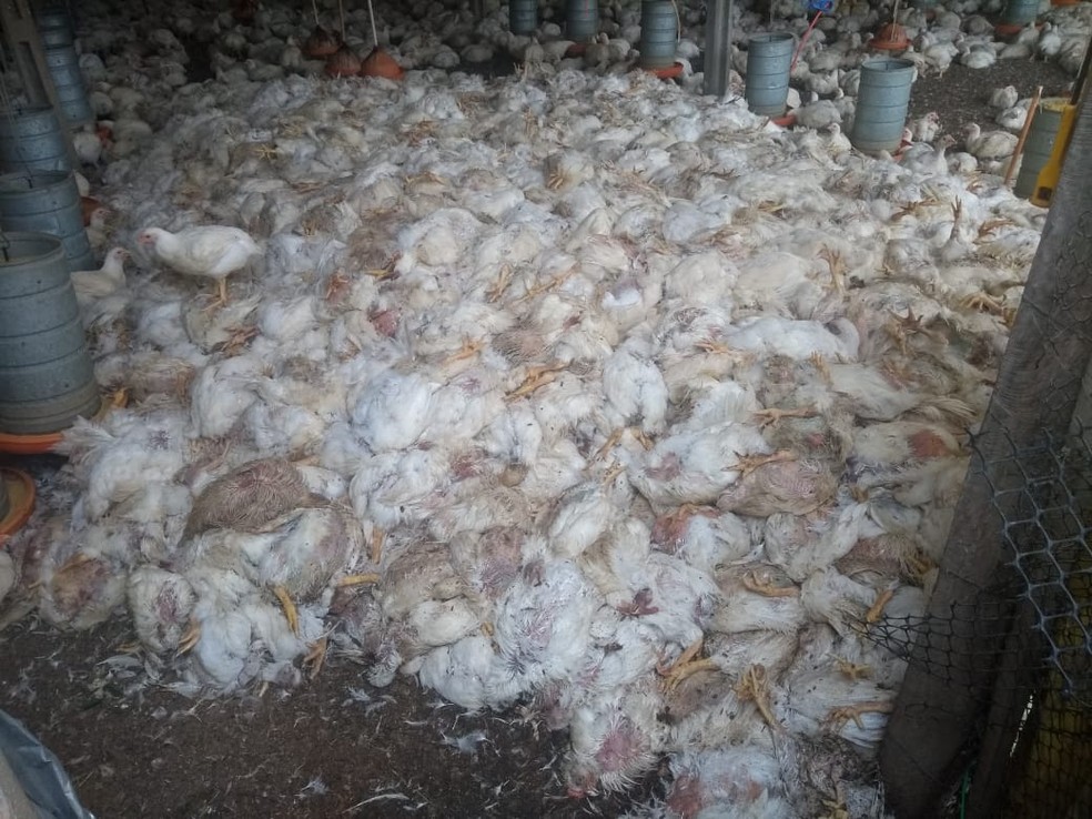 Com paralisação de caminhoneiros, granjas ficam sem alimentos e milhares de frangos morrem na BA (Foto: Divulgação/ABA)