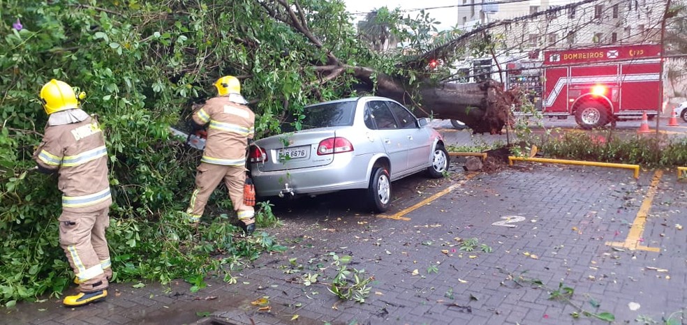 No CA 9, do Lago Norte, uma árvore caiu em cima de um carro que estava estacionado. — Foto: Corpo de Bombeiros do DF/Divulgação