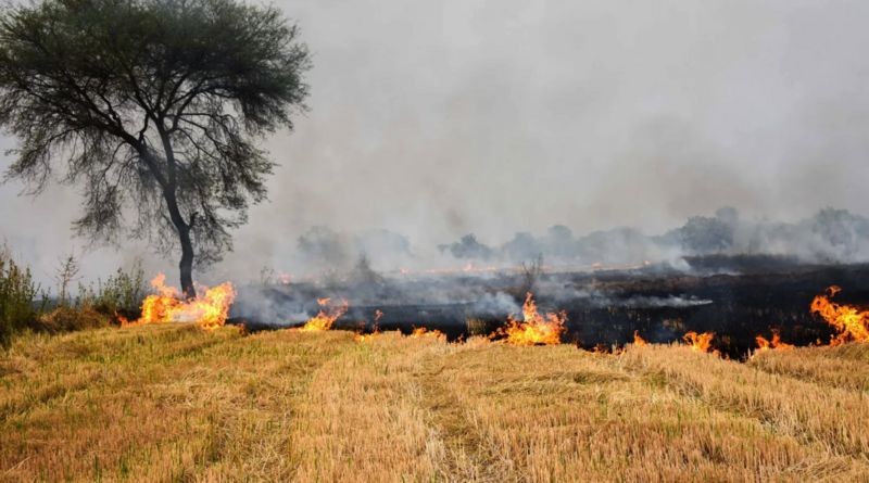A queima de resíduos da colheita após a colheita foi proibida em vários Estados indianos (Foto: Getty Images via BBC News)