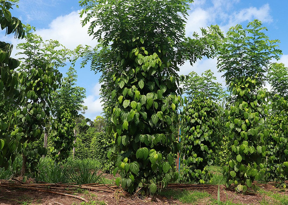 No sistema tradicional de cultivo da pimenteira-do-reino o tutor é obtido do tronco de árvores — Foto: Ronaldo Rosa