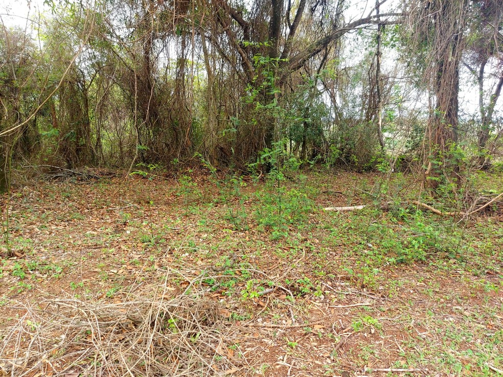 Sitiante de Presidente Bernardes (SP) levou multa de R$ 3,6 mil por desmatamento — Foto: Polícia Militar Ambiental