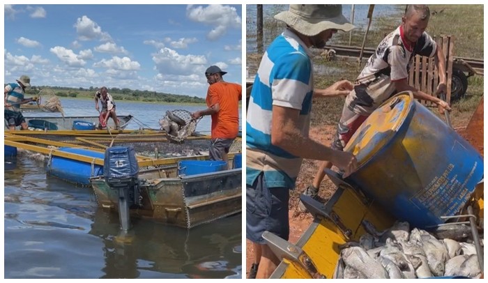 Piscicultor recebe ajuda de mutirão para retirada de tilápias mortas de tanques
