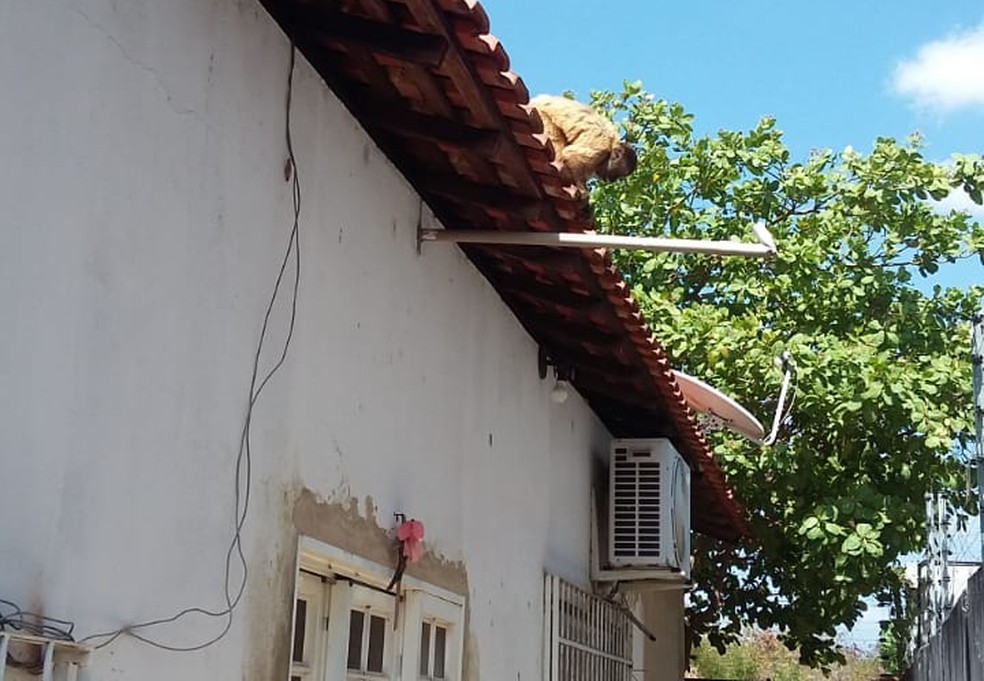 Macaco-prego invadiu casas na Zona Leste de Teresina — Foto: Arquivo Pessoal/ Caroline Oliveira