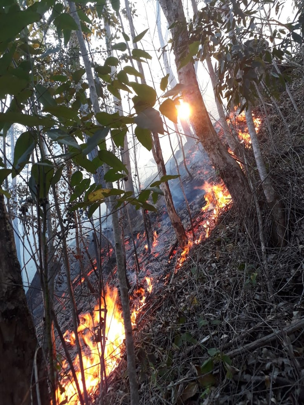 Queimada atinge área de mata entorno da SP-50 em Campos do Jordão. — Foto: Divulgação/Defesa Civil
