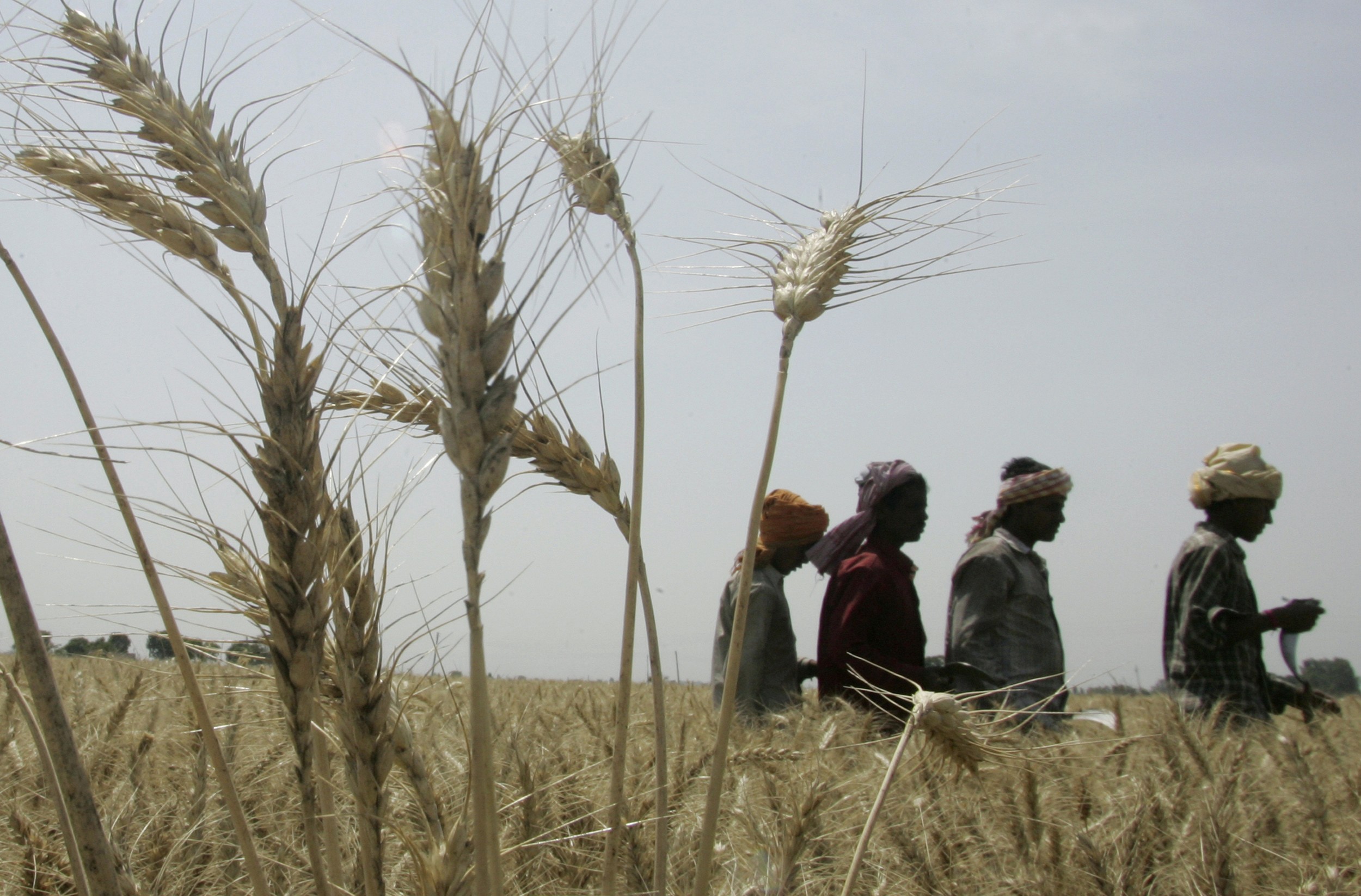 Trabalhadores em campo de trigo em Bharatpur, na índia  (Foto: REUTERS/Ajay Verma)