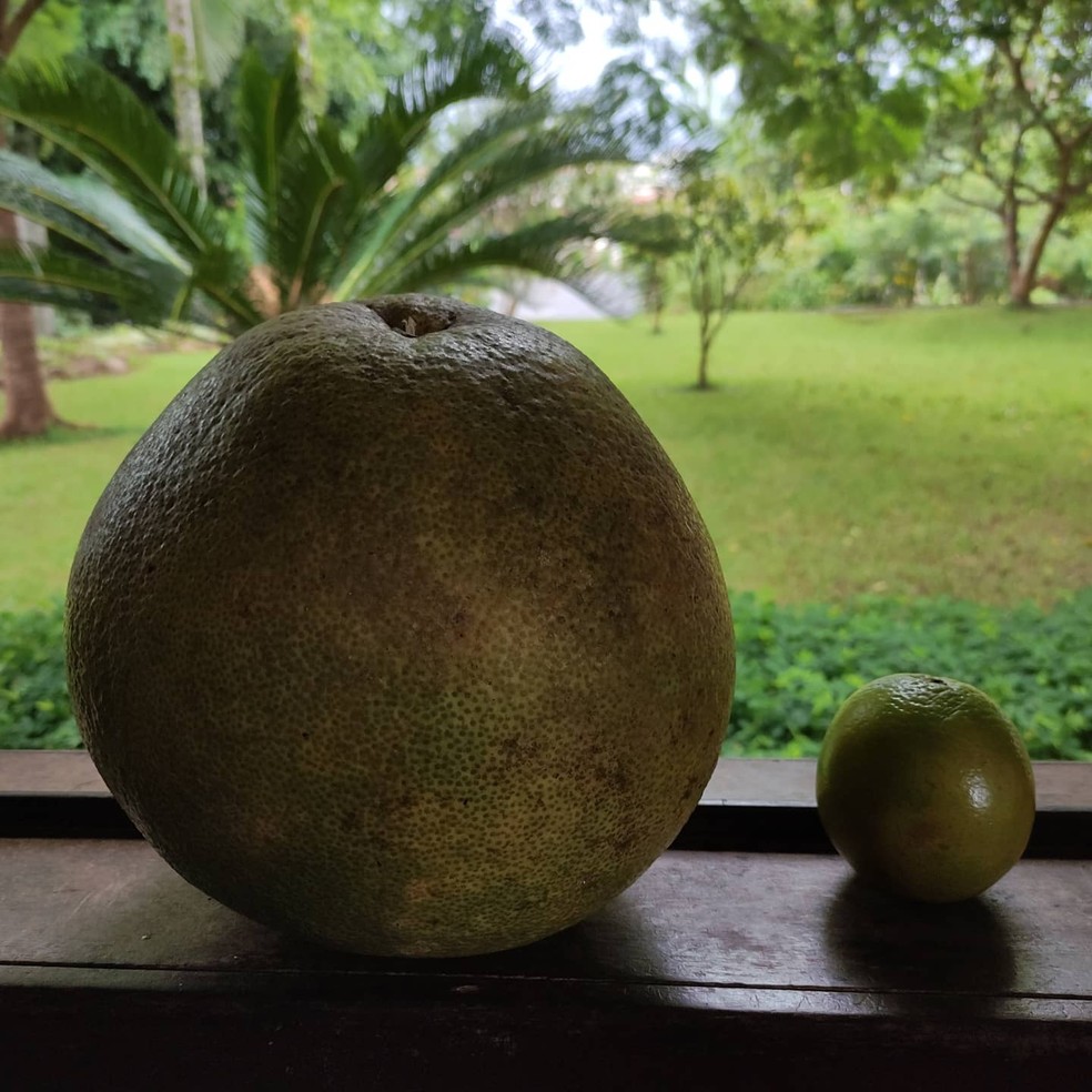 'Laranja gigante' encontrada no quintal da família catarinense tem cerca de 33 centímetro de altura — Foto: Marciana Maria Cristofolini Tamazzia /Arquivo Pessoal