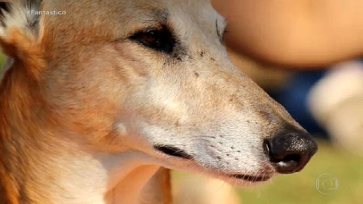 Cachorros galgos são usados para corridas e são vítimas de maus-tratos e  abandono | Rio Grande do Sul | G1