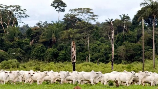 Avanço de área de pastagem é uma das principais causas da perda de vegetação nativa nos biomas (Foto: ADRIANO GAMBARINI/WWF-BRASIL via BBC)