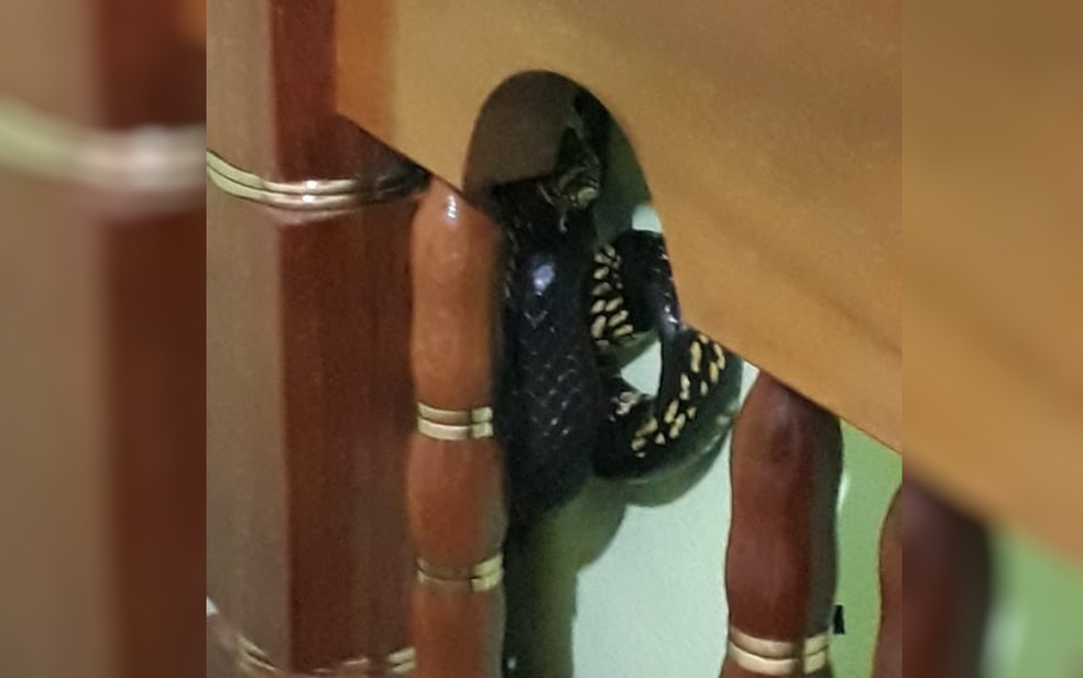 Cobra é encontrada em cabeceira de cama, em Jaraguá  — Foto: Corpo de Bombeiros/Divulgação