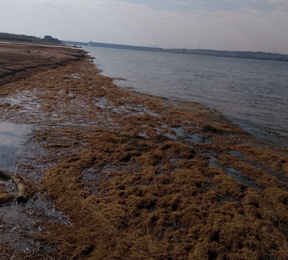 Pescadores relacionam morte de peixes com queda no nível do Rio Paraná, em Rosana (SP) — Foto: Cedida
