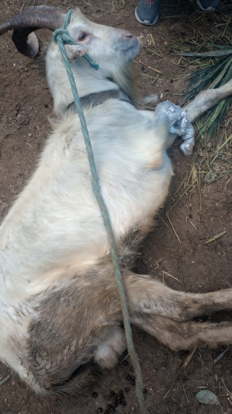 Justiça manda apreender um bode e duas cabras presas, que sofriam com ataques de pitbull