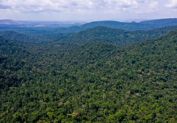 floresta, meio ambiente, sustentabilidade, carbono, desmatamento, arvores,  (Foto: TV Brasil/Agência Brasil)