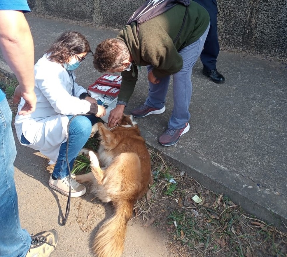 Cão passa por avaliação veterinária após cair de viaturo em Piracicaba — Foto: Divulgação/ Prefeitura de Piracicaba