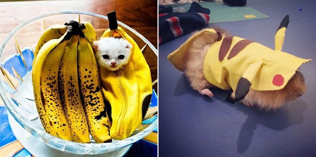 Um gatinho-banana e o porquinho-da-Índia Pikachu (Foto: Reprodução / Instagram)