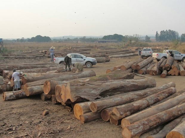 Produto era advindo de desmatamento ilegal em propriedades rurais. (Foto: Assessoria/Sema-MT)