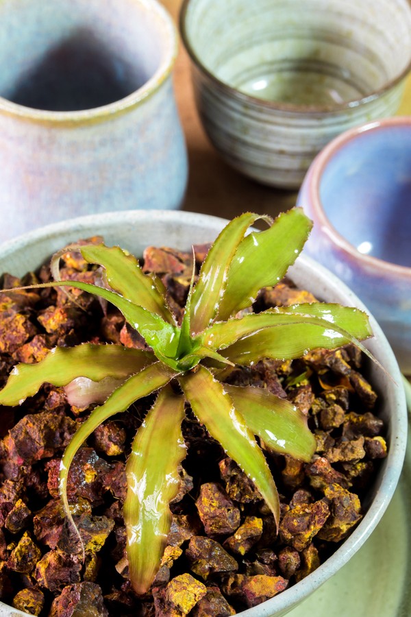 Cryptanthus Bromeliad growing in the small ceramic pot (Foto: Getty Images/iStockphoto)