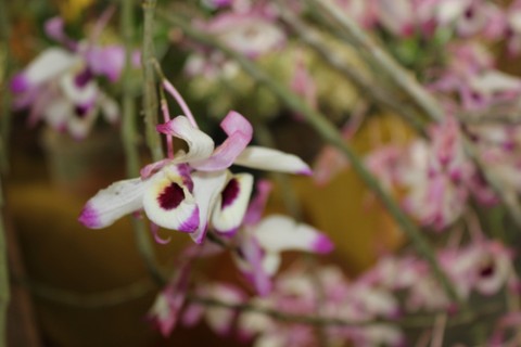 93ª Exposição de Orquídeas