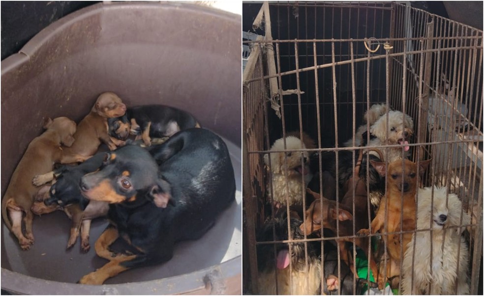 Mais de 30 cães são resgatados de canil clandestino de Tatuí  — Foto: Prefeitura de Tatuí/ Divulgação 