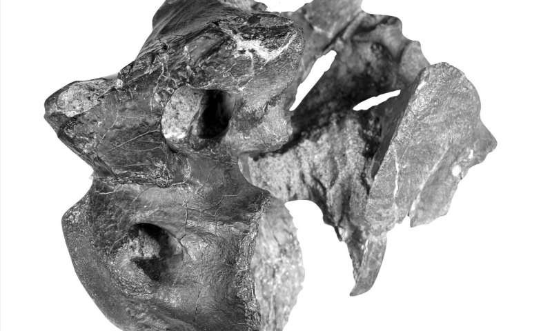 Nova espécie de dinossauro descoberta na Ilha de Wight (Foto: Universidade de Southampton)