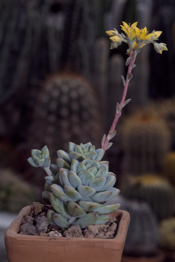 UNSPECIFIED - JUNE 10: Flowering Echeveria sp, Crassulaceae. (Photo by DeAgostini/Getty Images) (Foto: De Agostini via Getty Images)