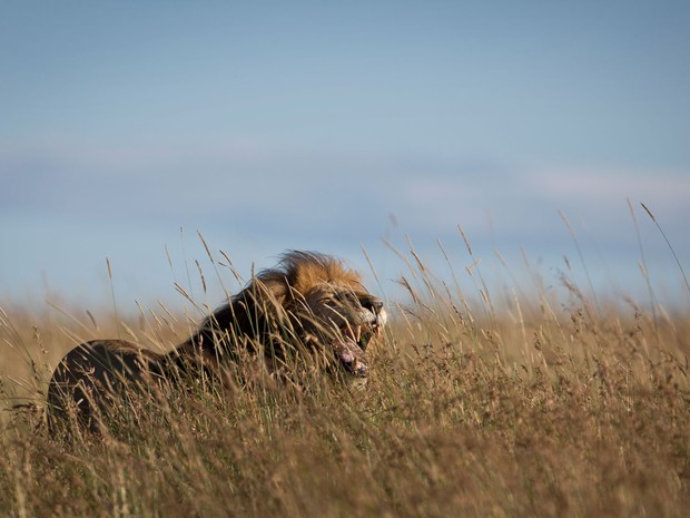 Leão é visto em reserva Masai Mara, no Quênia, em foto de 7 de julho  (Foto: AP Photo/Ben Curtis)