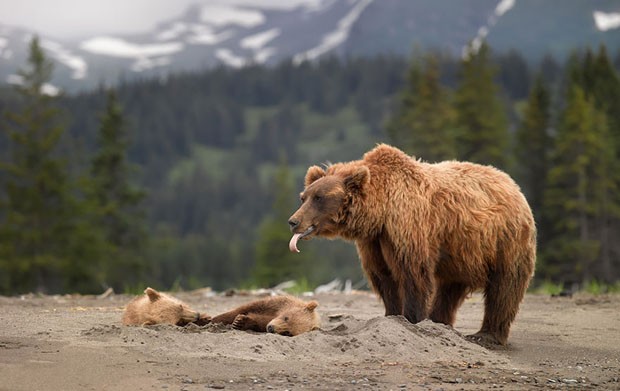 Filhotes de urso e suas mães (Foto: Nikolai Zinoviev / Divulgação)