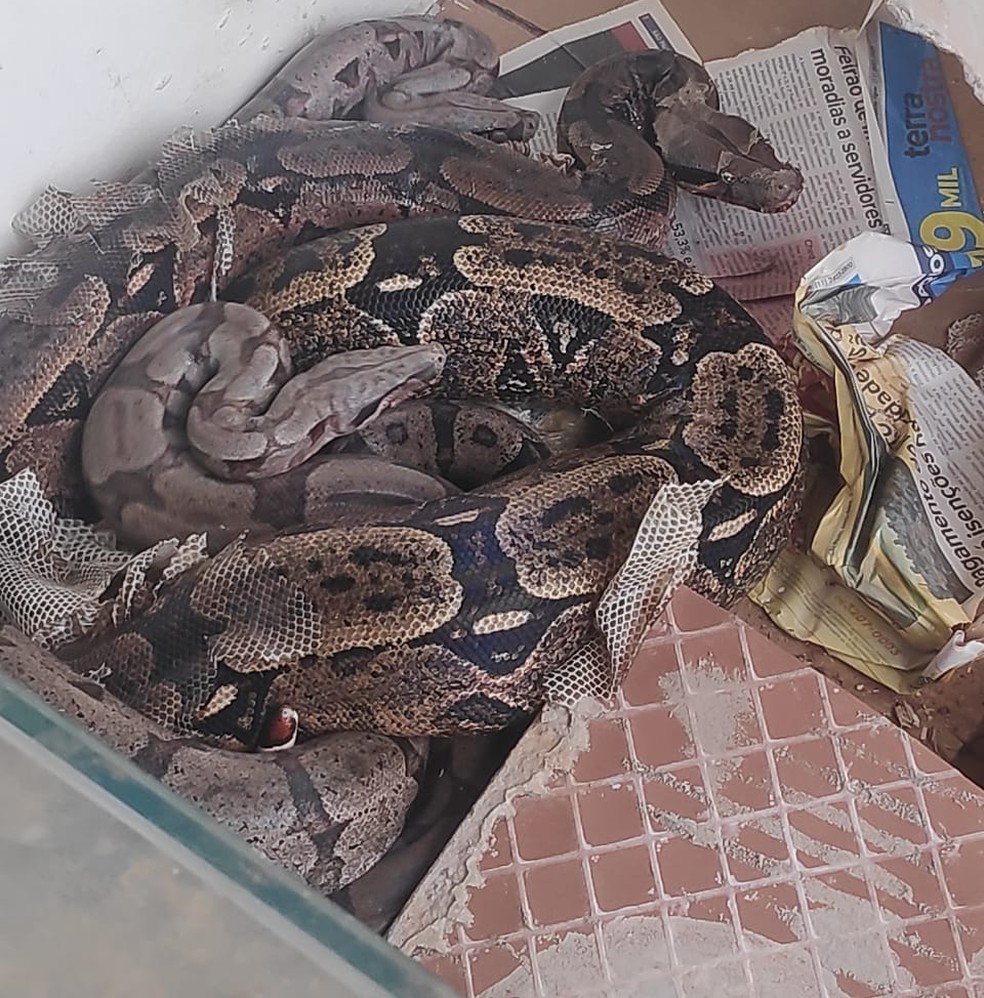 Jiboias foram apreendidas durante operação da Polícia Ambiental, em Presidente Prudente (SP) — Foto: Polícia Ambiental