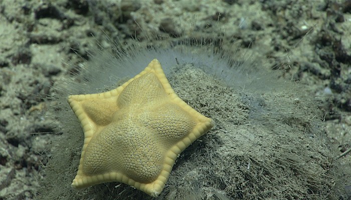 A estrela-do-mar da espécie Plinthaster dentatus parece um ravioli (Foto: National Oceanic and Atmospheric Administration (NOAA))