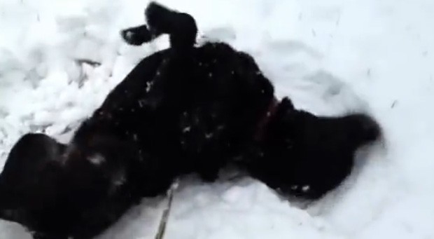 Animal se diverte com a chegada da neve à Noruega (Foto: Reprodução)