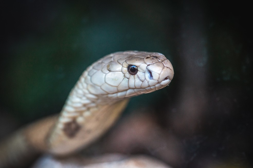 Cobra Naja que picou estudante em Brasília faz ensaio fotográfico no zoológico  — Foto: Ivan Mattos/Zoológico de Brasília
