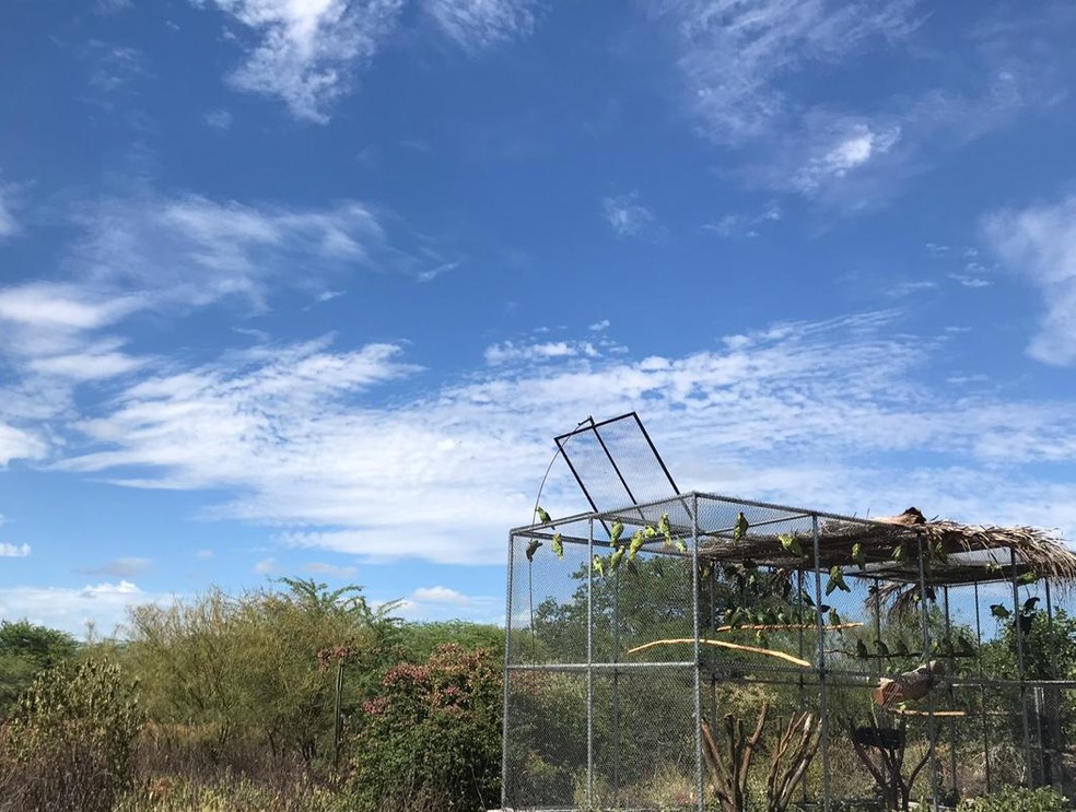 Papagaios-verdadeiros são devolvidos à natureza — Foto: Paulo Ricardo Sobral / TV Grande Rio