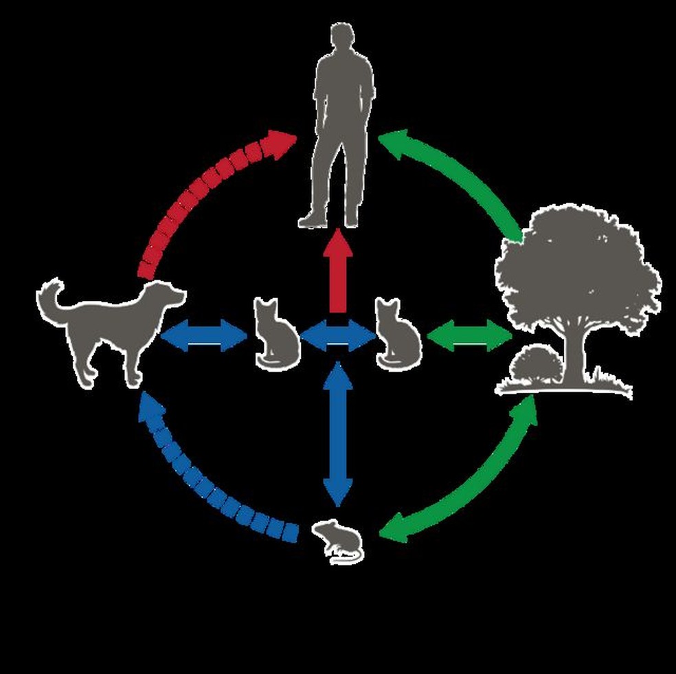 Os ciclos de transmissão do Sporothrix brasiliensis envolvem uma intricada rede de contatos entre plantas, gatos, ratos, cachorros e seres humanos — Foto: CDC DIVULGAÇÃO