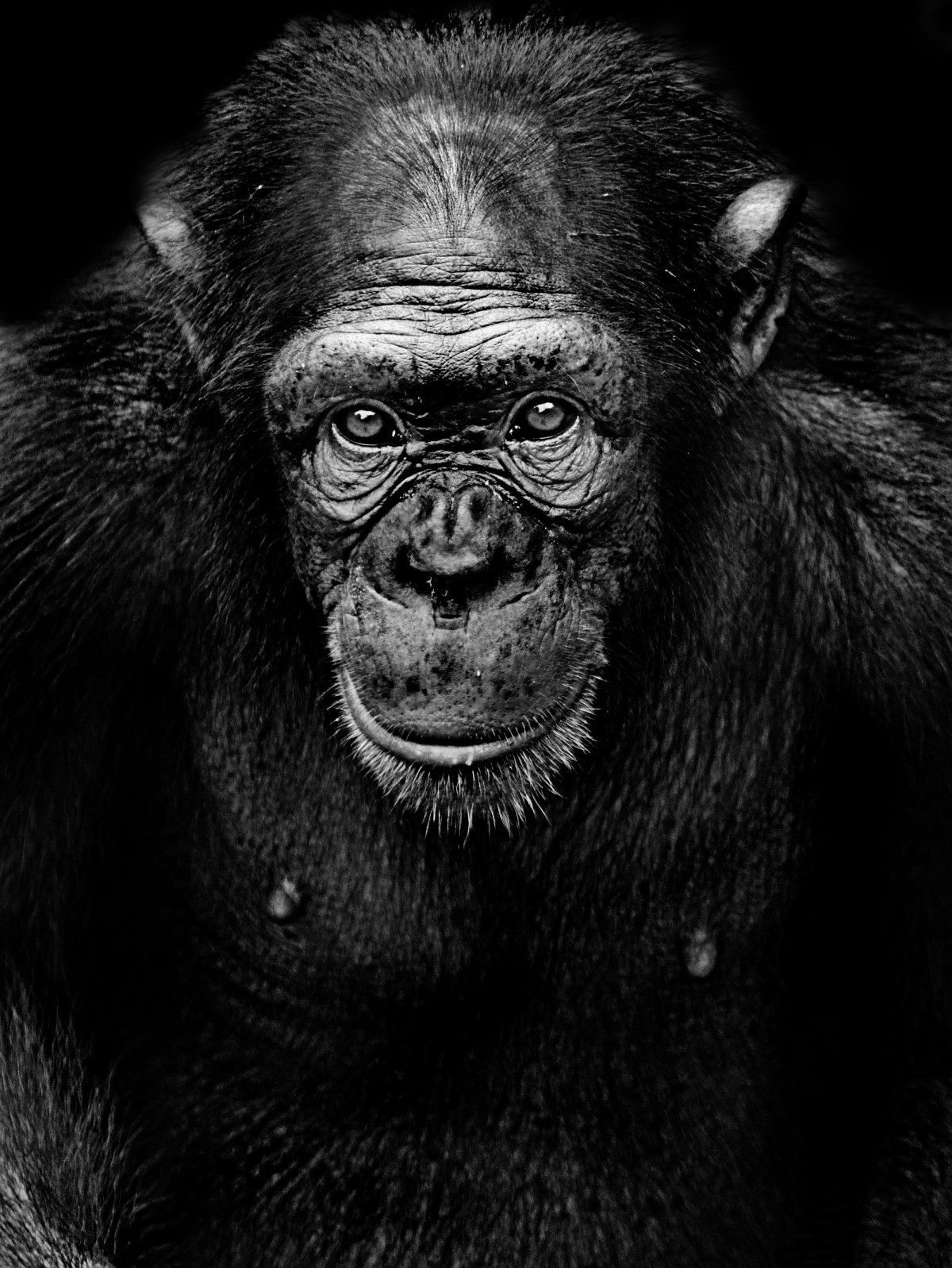 A visão estereoscópica, em que ambos olhos são voltados para frente da cabeça, é uma característica compartilhada entre os humanos e macacos (Foto: Pexels/ Ishara Kasthuriarachchi/ CreativeCommons)