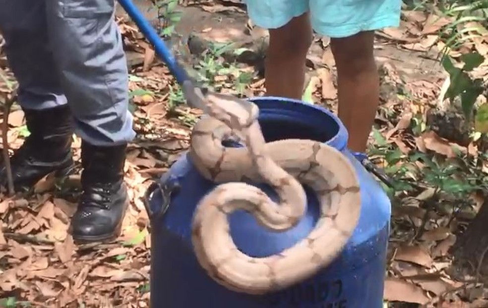 Morador se depara com jiboia ao subir em pé de manga em Marília — Foto: Arquivo pessoal/Celso Juliani