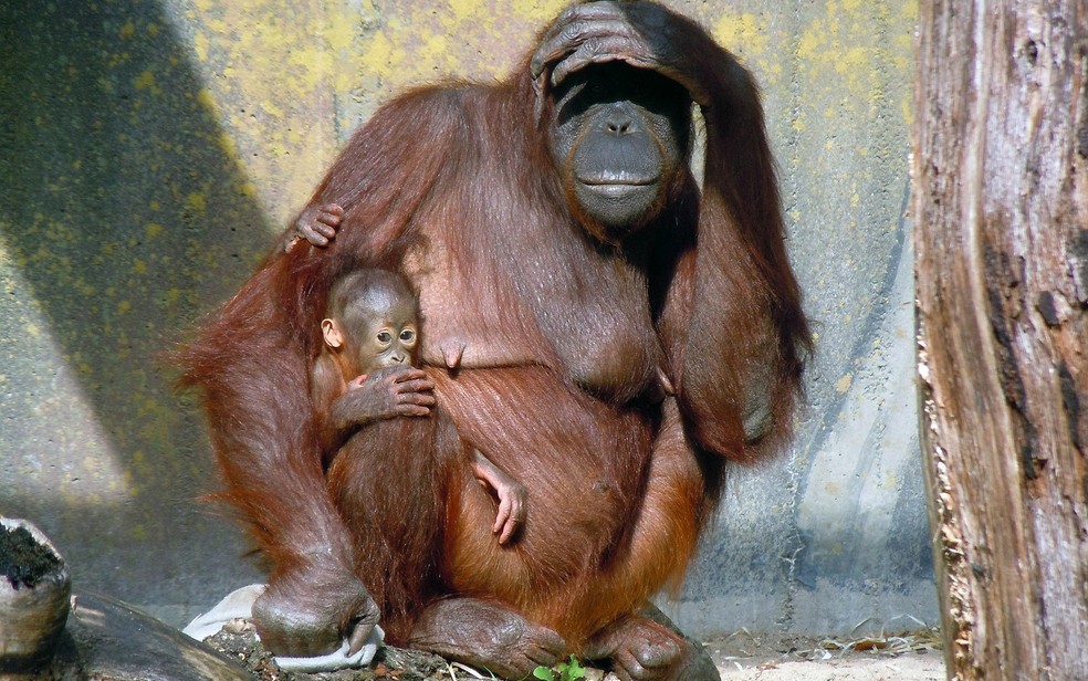 Orangotangos filhotes ficam com as mães até os nove anos de idade — Foto: vieleineinerhuelle/Creative Commons 